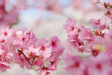 Fototapeta na wymiar 満開の陽光桜