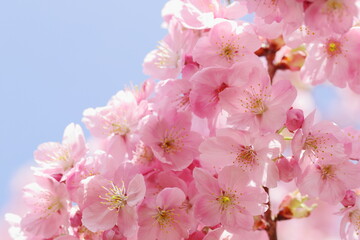 満開の陽光桜　青空背景