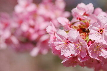 Obraz premium 満開の陽光桜 クローズアップ撮影