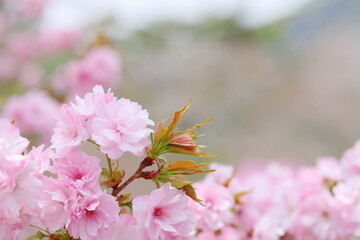 満開の八重桜