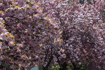 Cherry blossoms are in full bloom in spring in Prague, Czech Republic