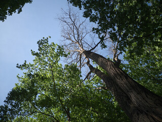 Fototapeta premium Green May trees and blue sky