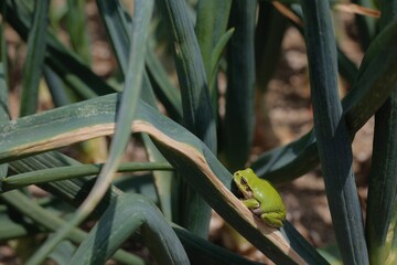 ニホンアマガエル