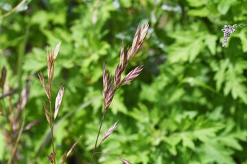 Rescue grass (Bromus catharticus).
Poaceae grass.