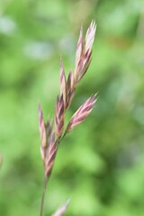 Rescue grass (Bromus catharticus).
Poaceae grass.