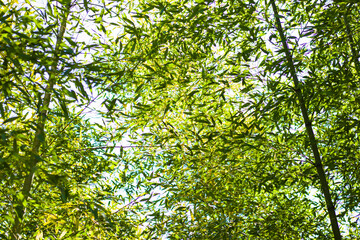 Fototapeta premium Bamboo forest, trees in the spring, green color background