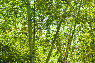 Bamboo forest, trees in the spring, green color background