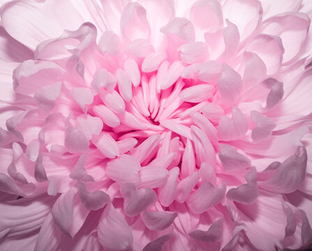   Pink Chrysanthemum Flower. Top view. Pastel pink flower background. Happy Birthday, Mother's Day, International Women Day greeting card, holiday background.