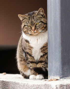  Abandoned homeless cat. Pet on the street. Sad street homeless cat. Portrait of a homeless street cat.