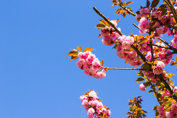 Sakura tree blossom, cherry tree pink flowers
