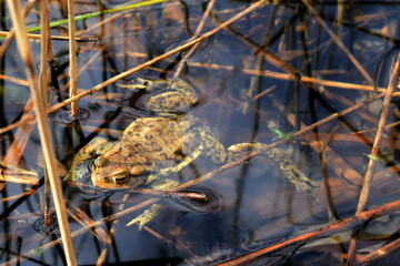 frog in the pond