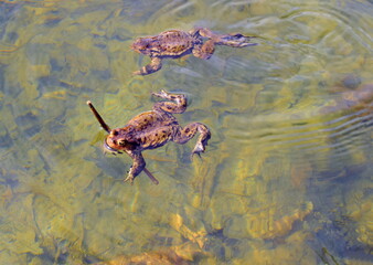 frogs in the pond