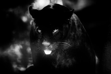 Panth&egrave;re Noire
