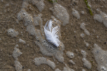 White feather, sea weed and sand in shallow water. Shot in Sweden, Scandinavia