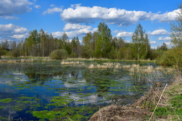 The middle band of Russia. Spring day. Рanorama of an old overgrown pond or swamp with trees on the opposite bank. White clouds in the sky. Green mud on the water