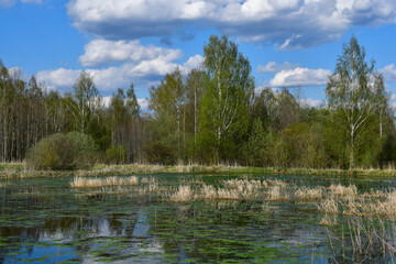 The middle band of Russia. Spring day. Рanorama of an old overgrown pond or swamp with trees on the opposite bank. White clouds in the sky. Green mud on the water