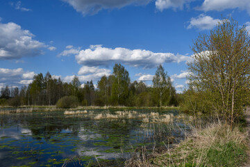 The middle band of Russia. Spring day. Рanorama of an old overgrown pond or swamp with trees on the opposite bank. White clouds in the sky. Green mud on the water