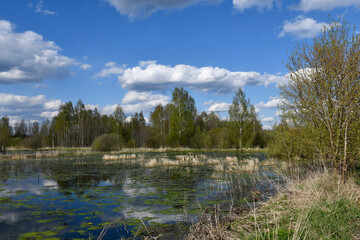 The middle band of Russia. Spring day. Рanorama of an old overgrown pond or swamp with trees on the opposite bank. White clouds in the sky. Green mud on the water