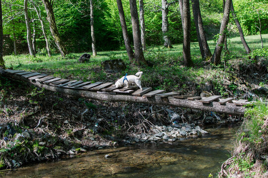 Small bridge made of wood between the banks of a small river. Rudimentary construction. There is a small dog on the wooden deck