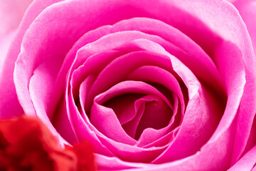 Fototapeta na wymiar ピンクのバラのアップ