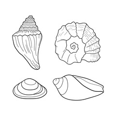 Seashells vector set. Collection of shells different forms. Marine set. Hand-drawn illustrations of engraved line. Design element for invitations, greeting cards, posters, banners, flyers and more.