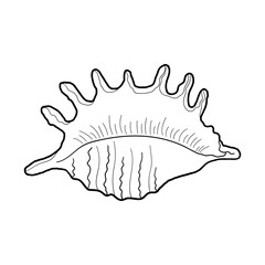 Hand-drawn spider conch shell of engraved line. Design element for invitations, greeting cards, posters, banners, flyers and more. Vector illustration isolated on white background.