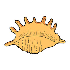 Obraz premium Hand-drawn spider conch shell of engraved line. Design element for invitations, greeting cards, posters, banners, flyers and more. Vector colorful illustration isolated on white background.