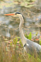 Héron chercheur de poisson
