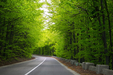Fototapeta na wymiar Beautiful road that crosses a forest. Raw green early spring