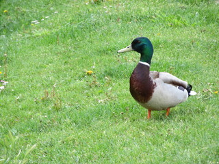 duck bird colors animal feathers peak swim