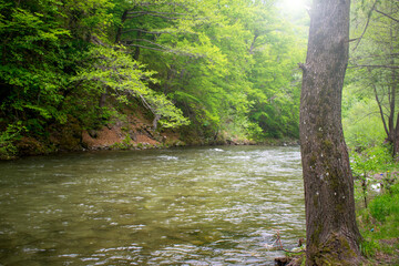 River in the mountains. Trees on the water's edge