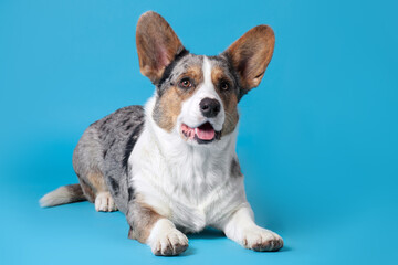 Welsh Corgi Cardigan dog of unusual merle color. Black, white, ginger and grey spots, cute face expression, mouth opened. Blue background, copy space.