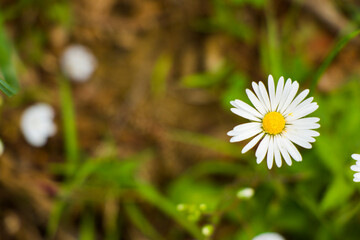Daisies on the field, grass and blossom flower head, high angle view