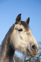 Close up shot of beautiful fluffy grey horse looking into the distance with a bright blue sky as a backdrop.
