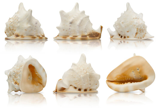 Beautiful seashell isolated view from different seashells.