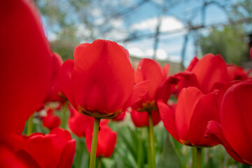 Red tulips in the spring with wilting leaves