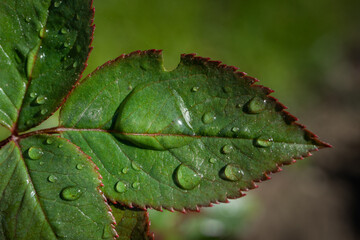 Macro photo of a rose leaf with drops of water from the morning dew.