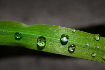 Macro photo of green grass with drops of water from the morning dew