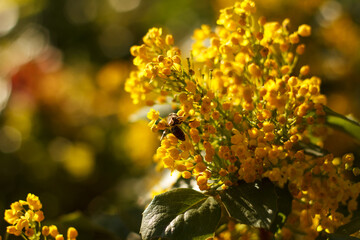 Bee collects nectar on blossoming beautyful yellow Mahonia repens - honey tree