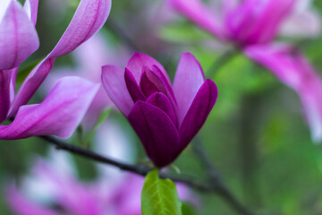 Gentle flowering magnolia purple color in spring garden