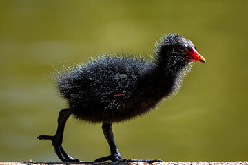 A Moorhen Chick in Spring