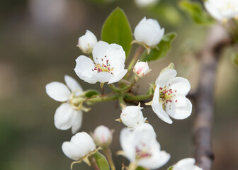 White beautiful flowers of a growing pear