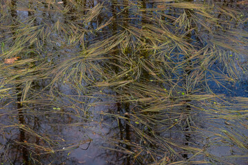 Fototapeta na wymiar Swamp surface. Wetland plants. Reflection of the sky and trees in the water. World wetlands day concept. Copy space.