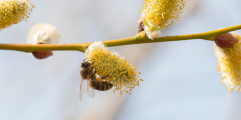bee on willow