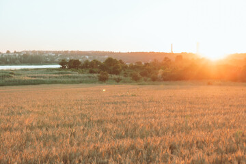 Fototapeta premium view of sunset above wheat field