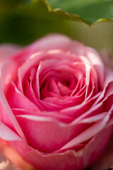 pink rose close up