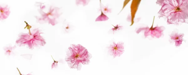 Fotobehang fallende blütenblätter kirschblüten isoliert auf weissem hintergrund, florales muster frühlingskonzept © winyu