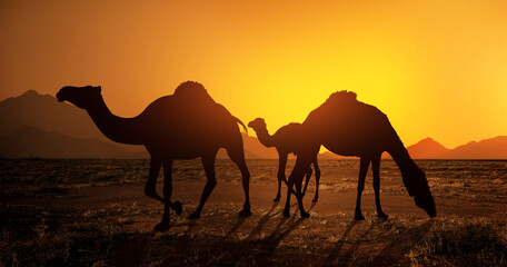 Fototapeta na wymiar Dromedary family grazing at sunset - silhouette.