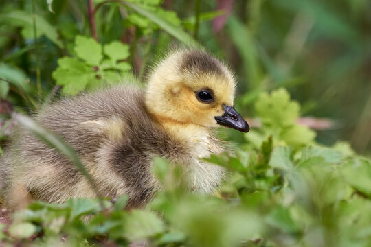 Cute Greylag goose gosling (Anser anser) sits in green grass on a sunny day in spring.