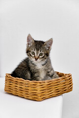 Fototapeta na wymiar A gray kitten in a wicker basket on a white table